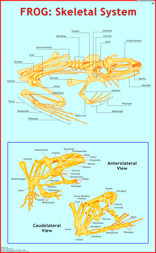 Frog:Skeletal System Chart