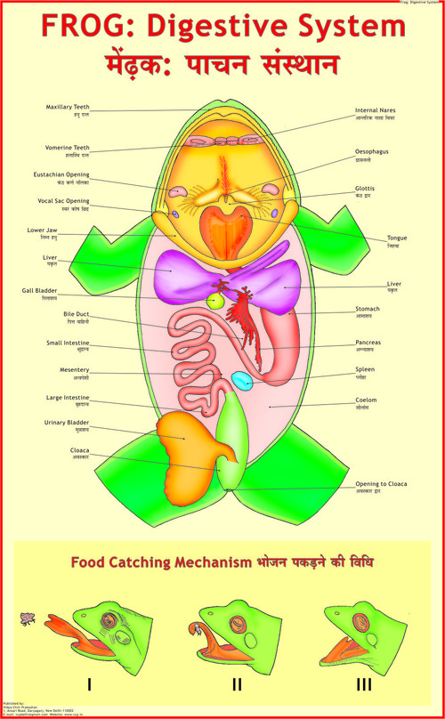 Frog : Digestive System Chart