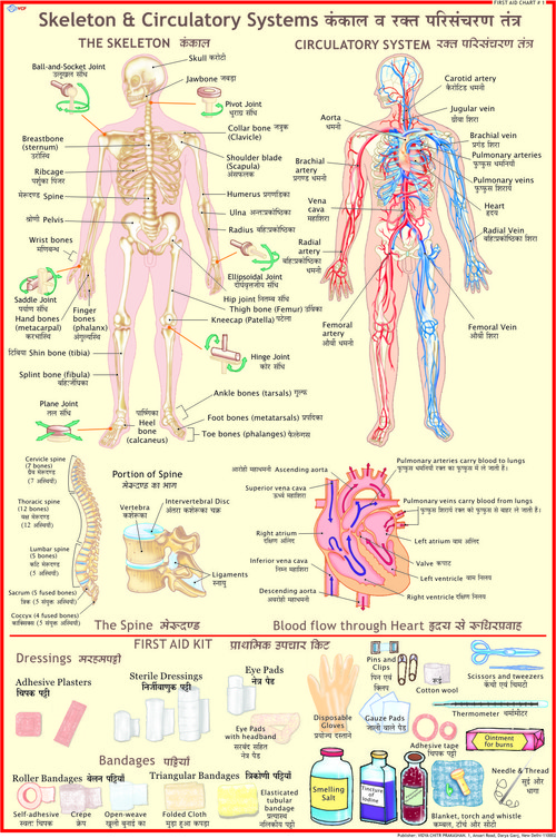 Skeleton & Circulatory System Chart