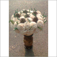 Dry Jinia Flower and Pine Dry Grasss