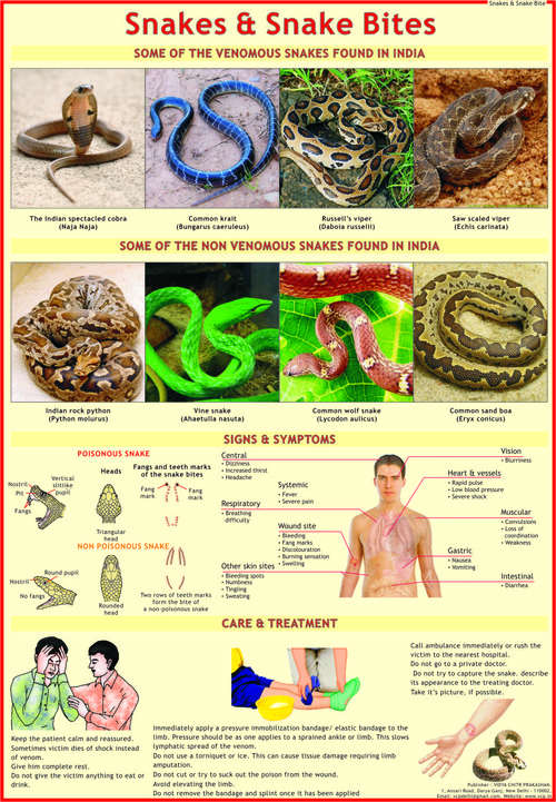 Snakes & Snake Bite Chart