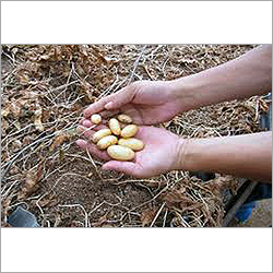 Potato Seeds