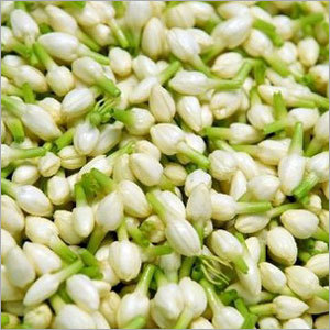 Jasmine Flower