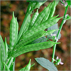 Guar Gum Plant