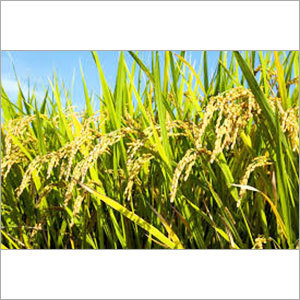 Raw Indian Rice