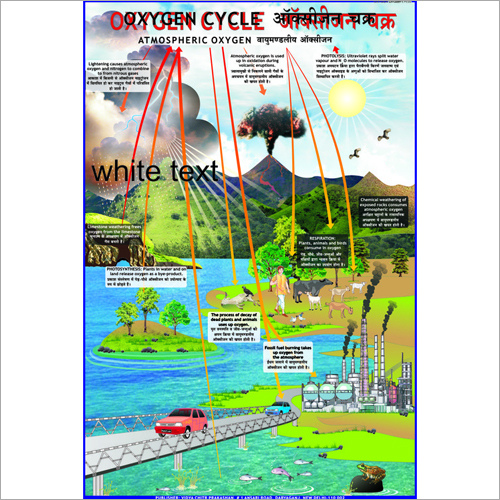 Oxygen Cycle Chart