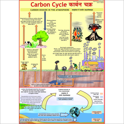 Carbon Cycle Chart