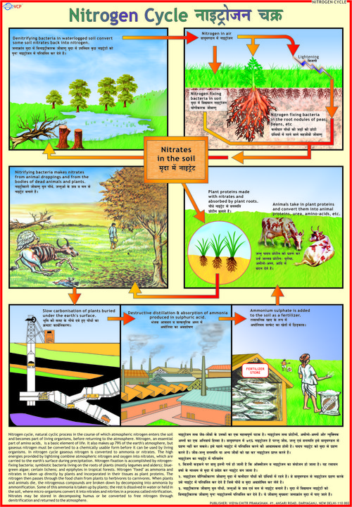 Nitrogen Cycle Chart