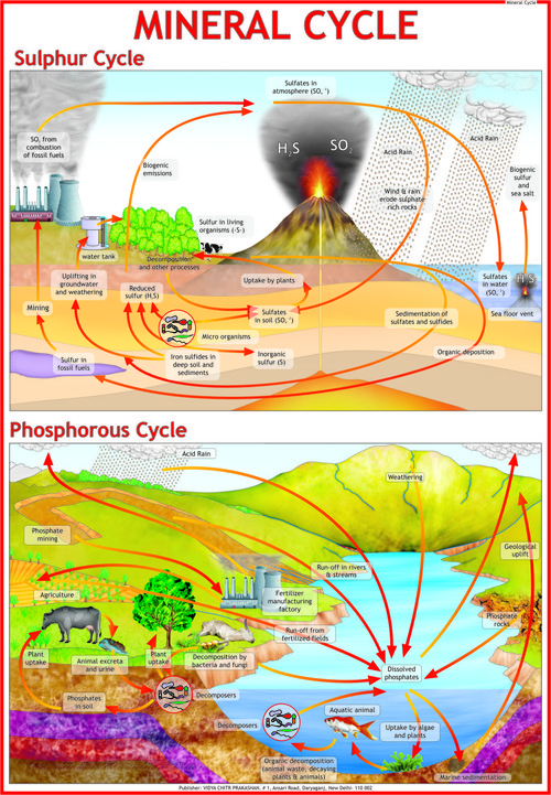 Mineral Cycle Chart