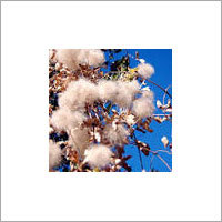 Organic Cotton Waste