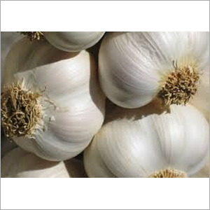 Fresh Garlic