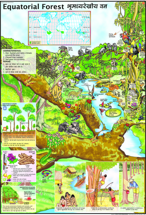 Equitorial Forests Chart
