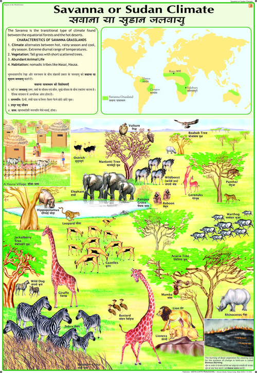 Savanna Grasslands Chart