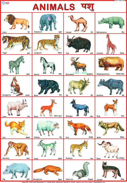 Animals Chart at Lowest Price in Delhi - Manufacturer,Supplier,Exporter