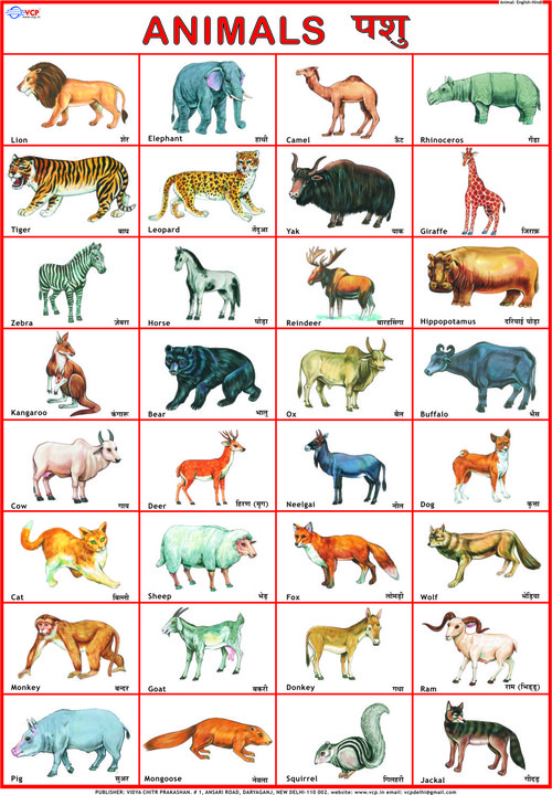 Animals Chart