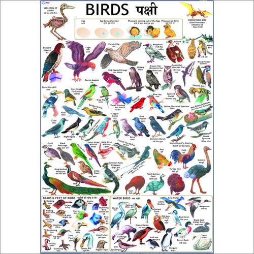 Birds Charts