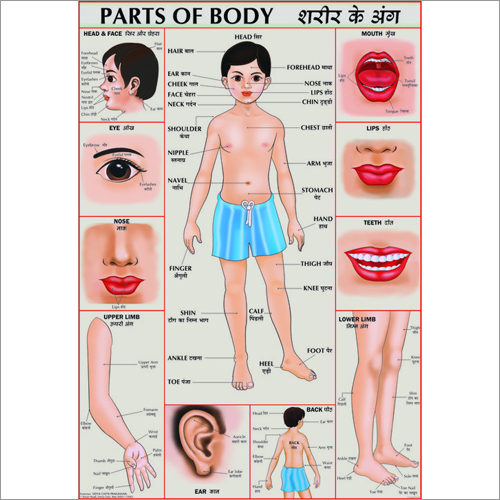 Human Body Parts Chart