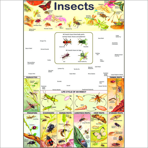 Insects Chart