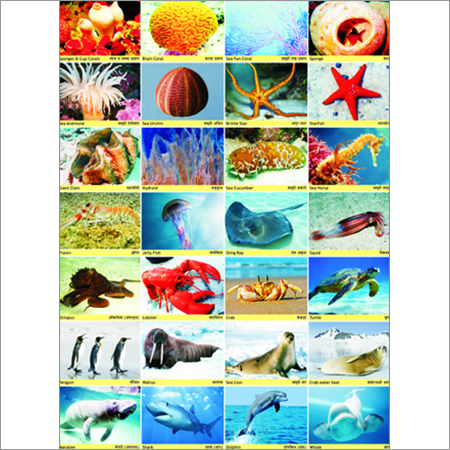 Sea Animals Chart Dimensions 70 X 100 Centimeter Cm Price 275 Inr Piece Id C