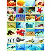 Sea Animals Chart With Names