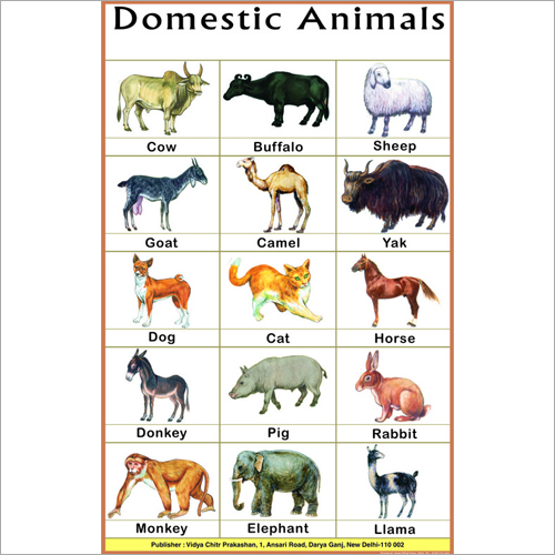 Domestic Animals Chart