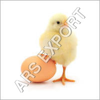 Poultry Eggs - 50-70 Grams, 5-6 cm Oval Shape, Light Brown Shell | Quality Packaging, Infection Free, High Nutrition Value, Fresh
