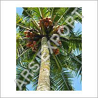 Yellow Coconut