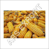 Corn Maize