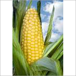 Maize