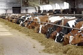 Cattle Feed