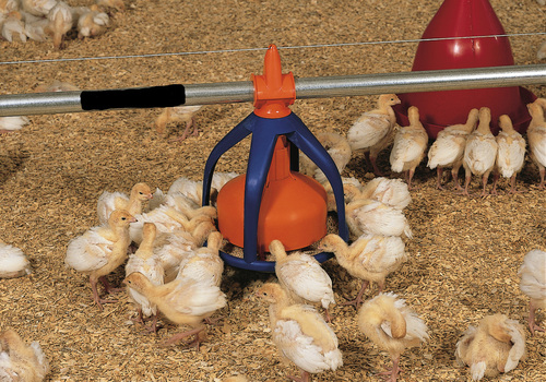Birds Poultry Feed