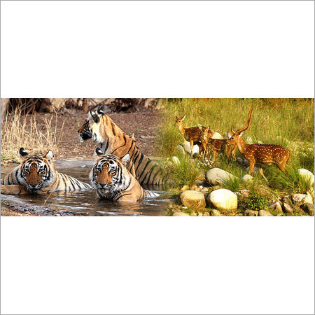 Wildlife Tour Package