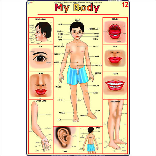 Body Parts Chart Dimensions: 70 X 100 Centimeter (Cm)