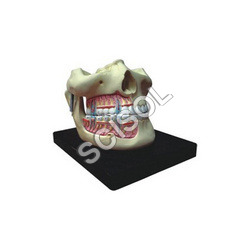 Anatomy & Human Organ Models