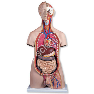 Human Torso Male