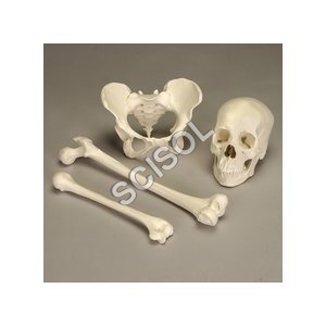Human Bone Set