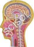 Human Head & Neck - PVC Life-Size Multicolor Model, Detailed Relief, Mounted with Key Card
