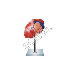 Human Heart with Diaphragm