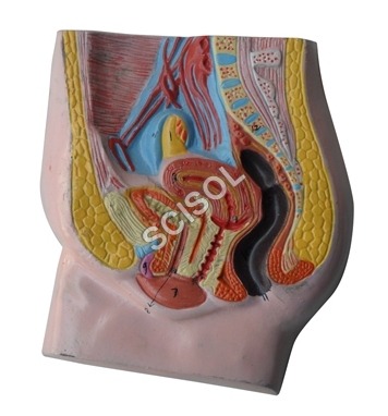 Female Reproductive System