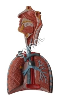 Human Respiratory System