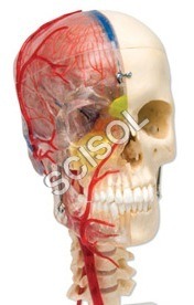 Human Skull With Brain - Plastic, 1:1 Scale, Off-White, Transparent Half, Removable Skullcap, Colored Sinuses, Flexible Mount