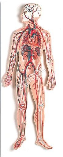 Anatomy & Human Organ Models