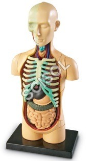 Human body on board