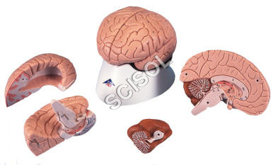 Human Brain Model