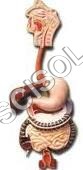 Anatomy & Human Organ Models
