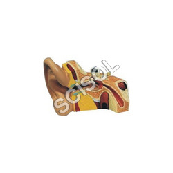 Human Ear Model