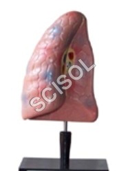 Human Lungs Model - PVC, Life-Sized, Pink | Two-Part, Realistic, Detailed, Educational