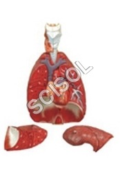 Human Lung With Heart, Larynx & Disphragm