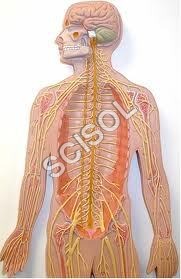 Human Nervous System Model