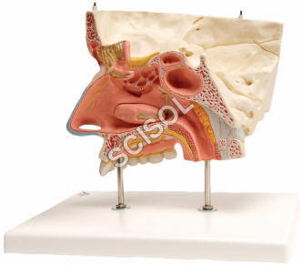 Human Nose Model
